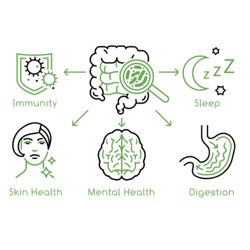 Gut health and holistic wellness illustration